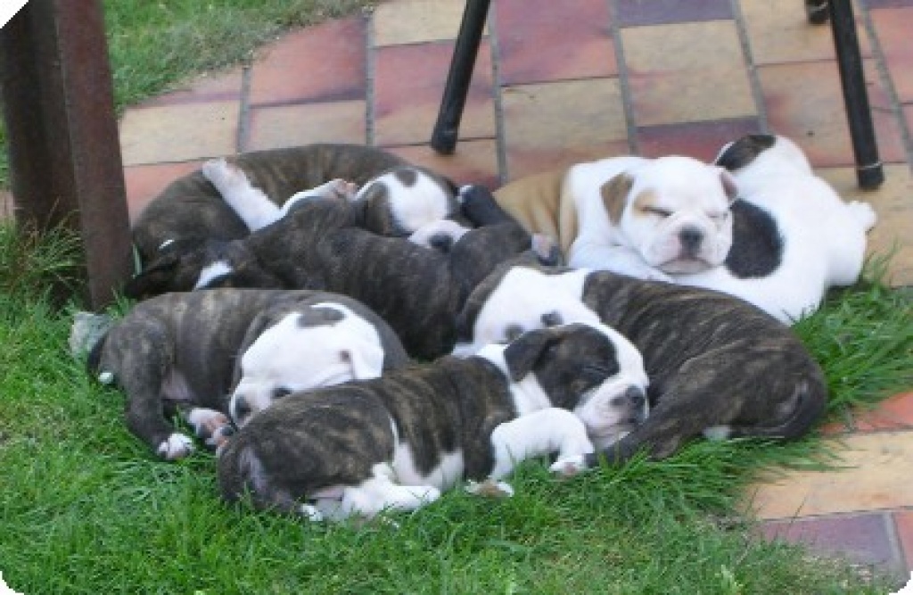 olde english bulldog Bulldog