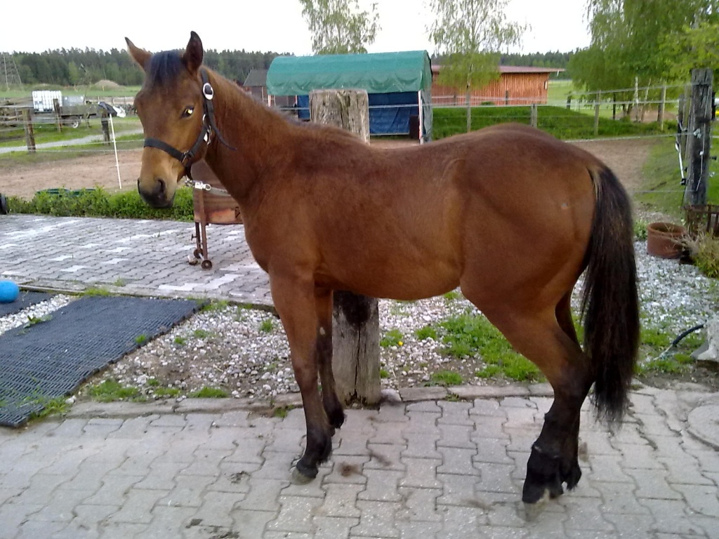 verkaufe Quarter Pony Stute - Fohlen