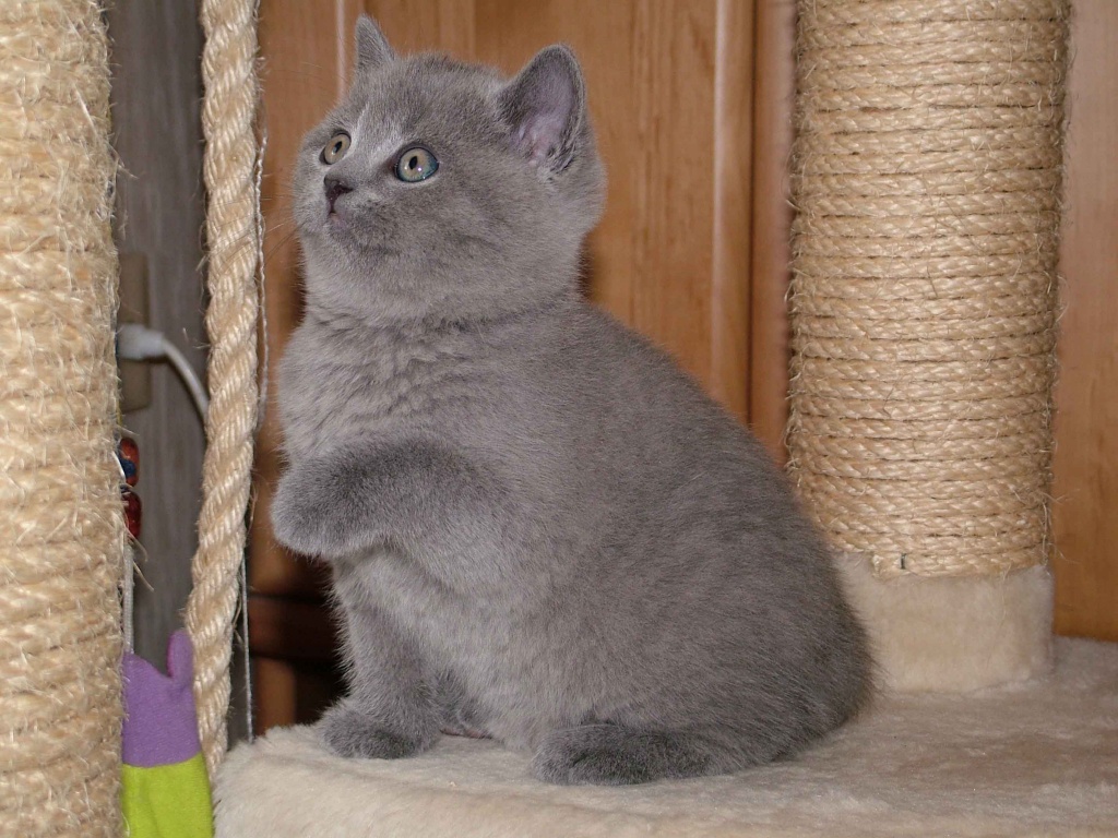 Katze Bild: Britische Kurzhaar Katze Mit Knickohren Kaufen