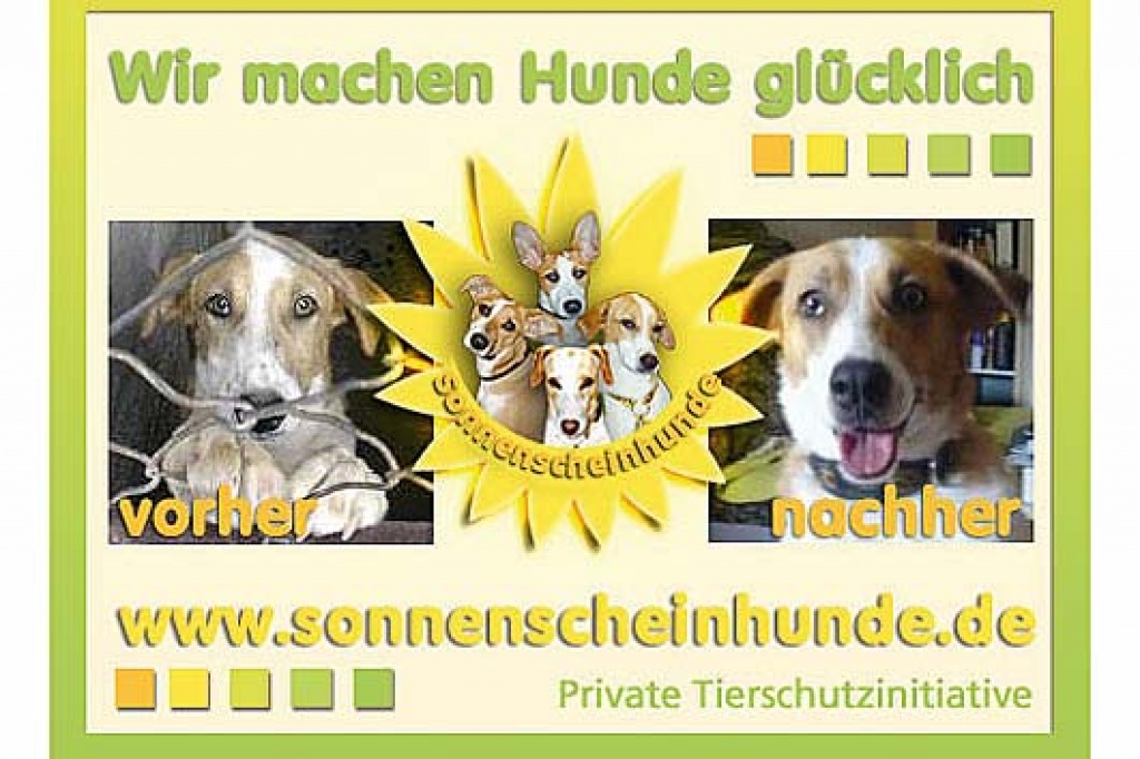 Sonnenscheinhunde Suchen Ein Zuhause Mischlinge