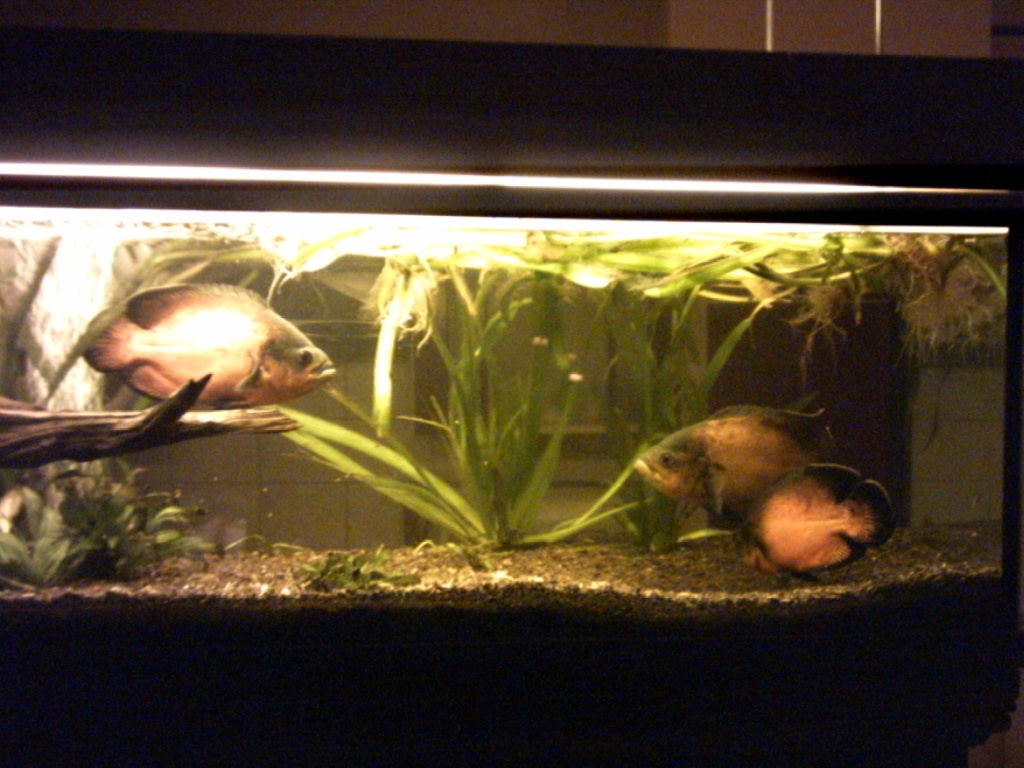 Tieranzeigen Pfauenaugenbuntbarsch Kleinanzeigen