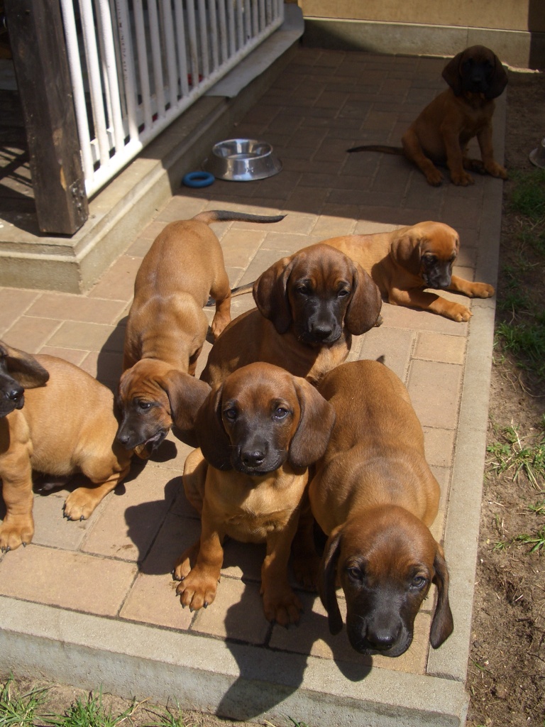 BGS Welpen Bayerischer Gebirgsschweißhund