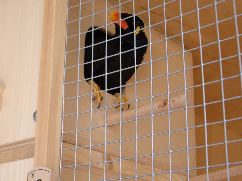 Beo züchter gesucht Beo züchter gesucht