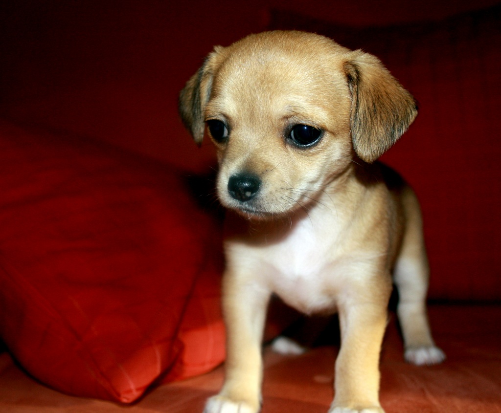 Chihuahua Welpen in Kurz und Langhaar Chihuahua