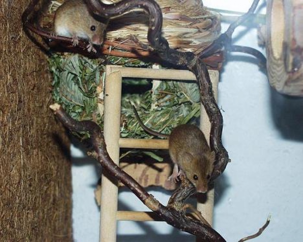 Tieranzeigen Zwergmäuse Kleinanzeigen