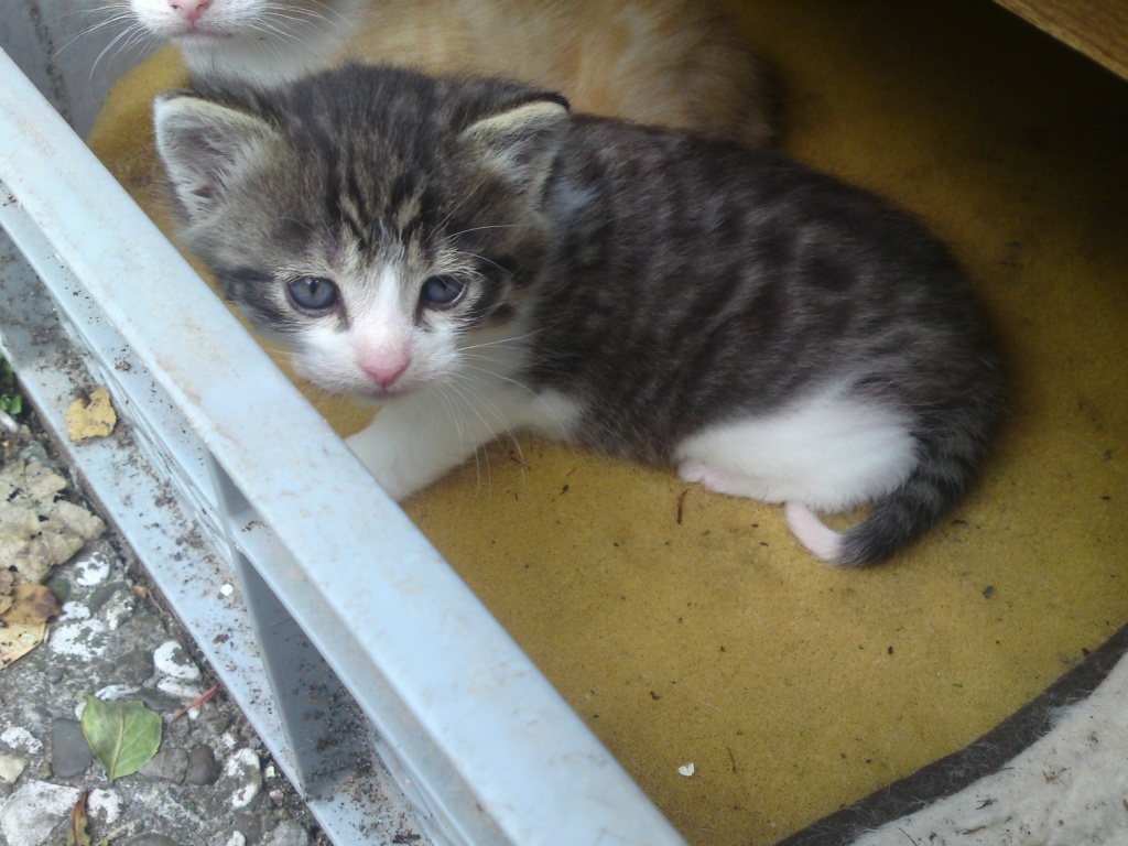 Katzen Mischlinge Tieranzeigen Seite 8