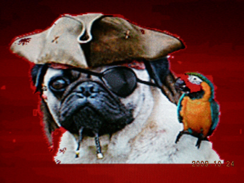 mops welpen aus österreich, kontrollierter zucht Mops