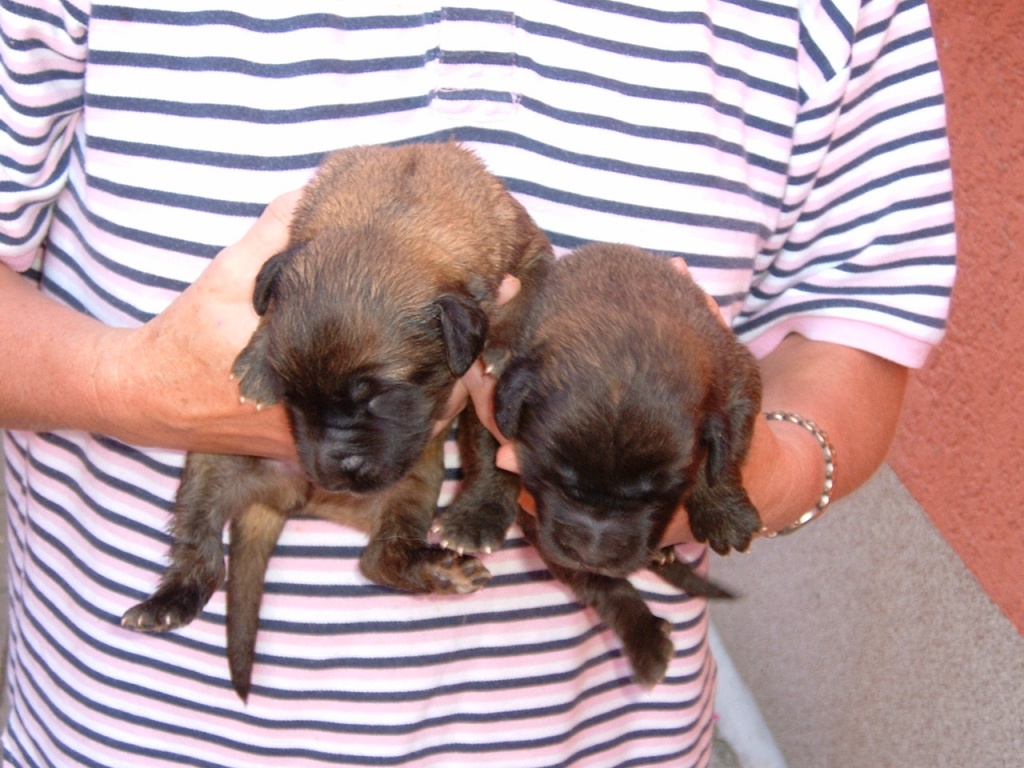 Kennenlernen hunde