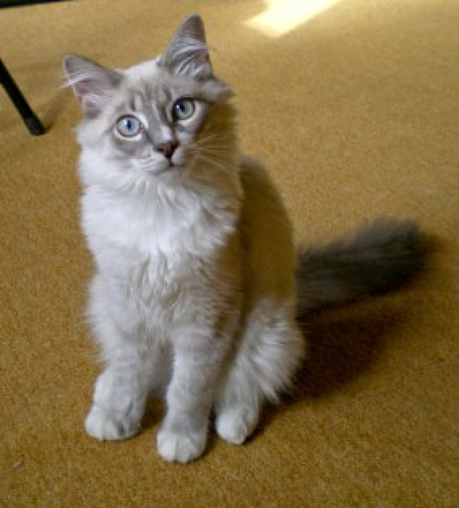 Tieranzeigen Freihaltung Kleinanzeigen