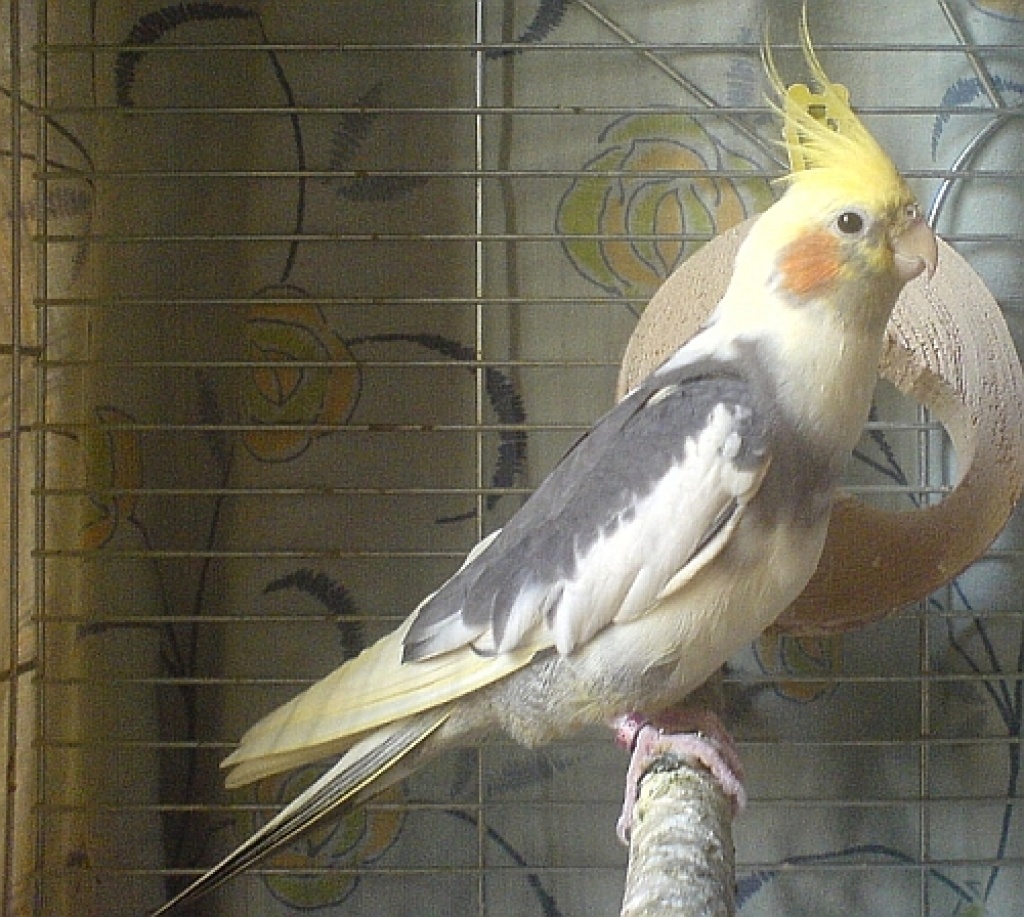 http://www.tiere-kleinanzeigen.com/export/ab980f6755b5edb0f56cf7a5211f1.jpg