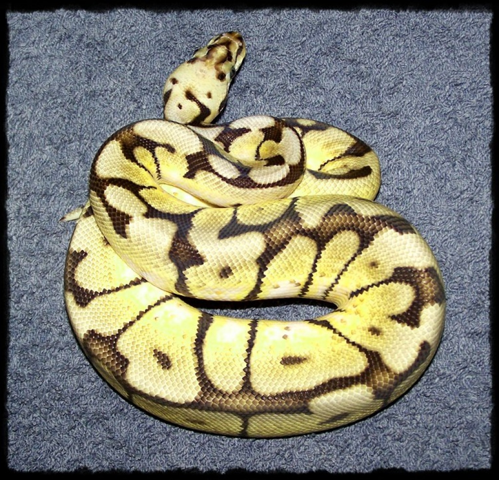 Königspython Morphe Python