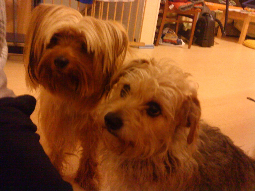 2 hunde kennenlernen
