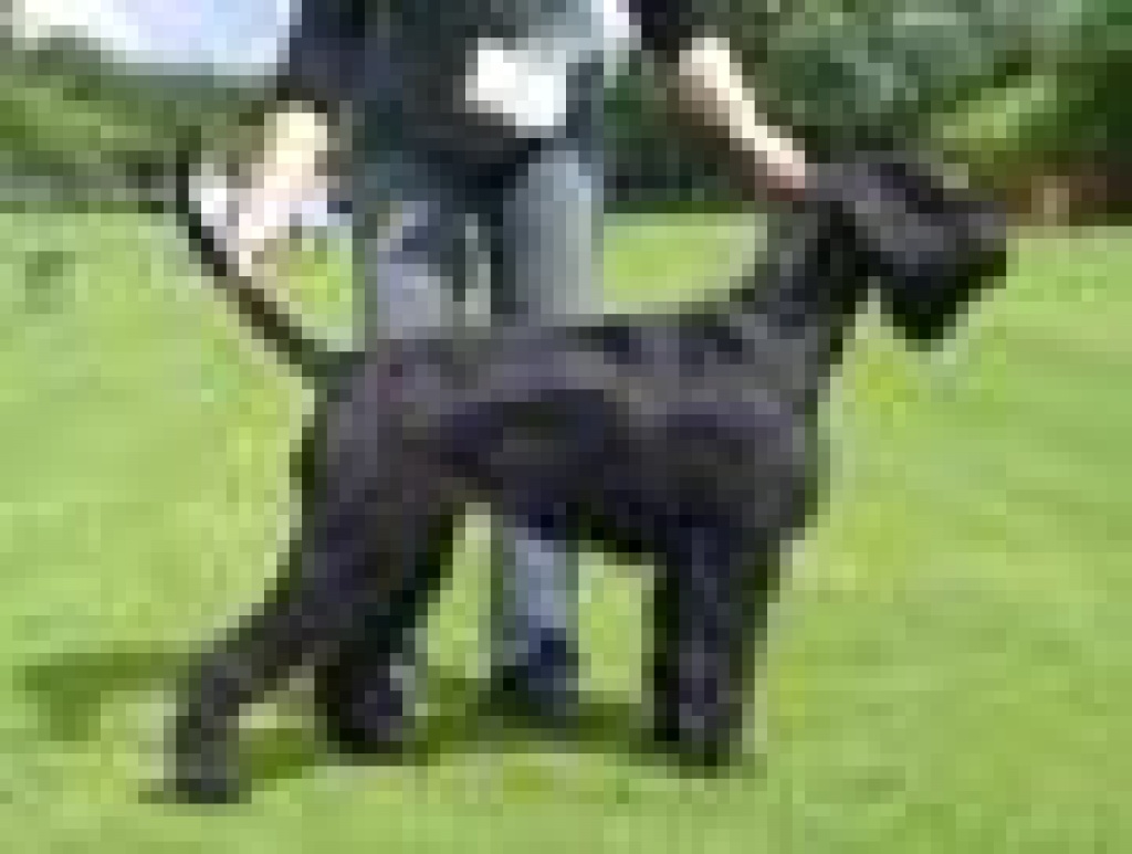 Hunde Rassehunde Riesenschnauzer Tieranzeigen Seite 3