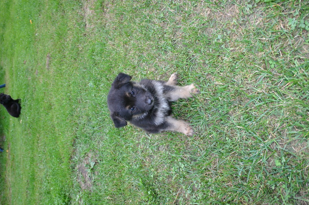 Tieranzeigen Schäferhundwelpen Kleinanzeigen