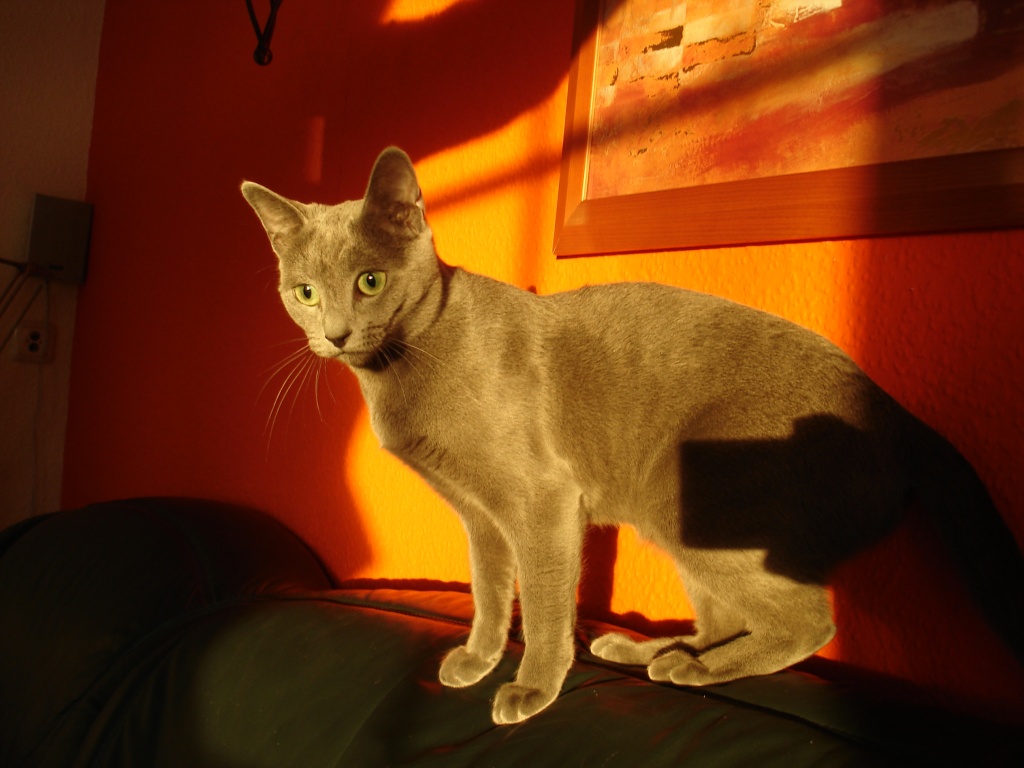 Katzen Rassekatzen Russisch Blau Tieranzeigen Seite 3