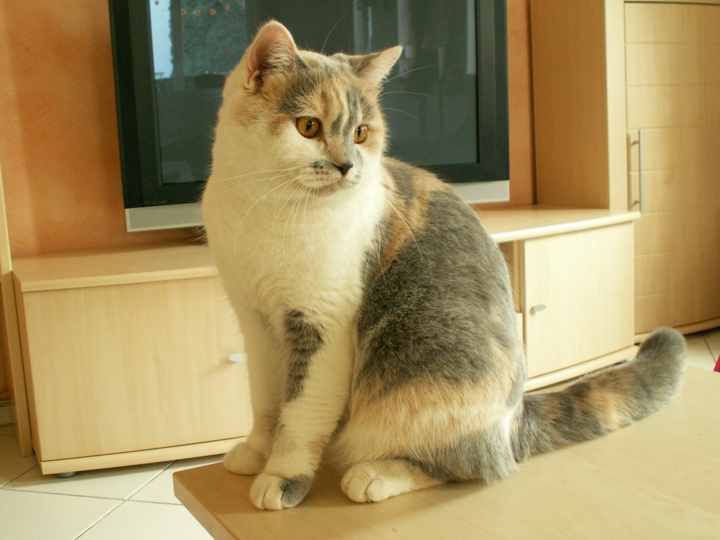 Britisch Kurzhaar Katze - dreifarbig, kastriert - British Kurzhaar