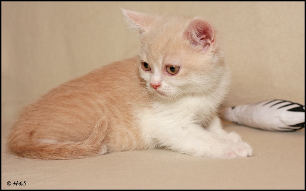 Britisch Kurzhaar Kitten Weiß : BKH-Britisch Kurzhaar Kitten