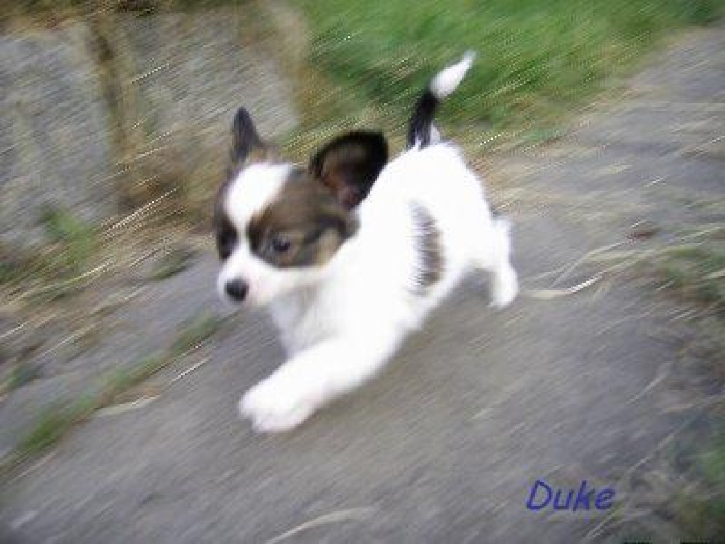 Download Welpe Mischling Welpe Papillon Hund PNG