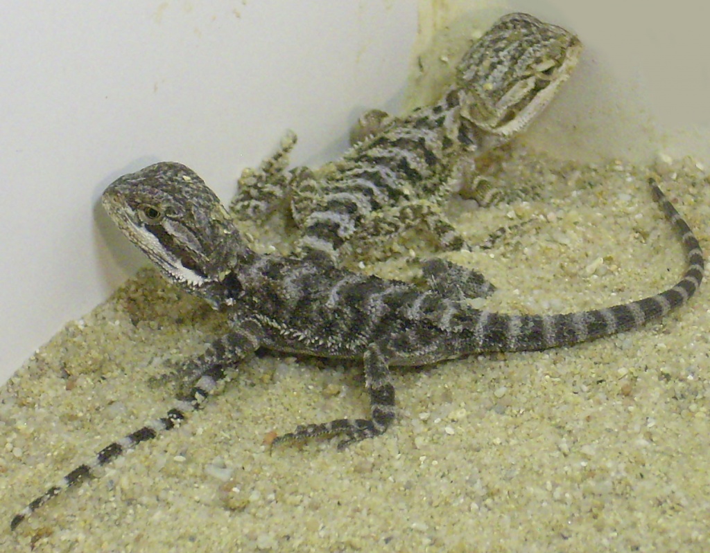 Reptilien - C0bb4D620cb0cea4D2fDb02574Df1
