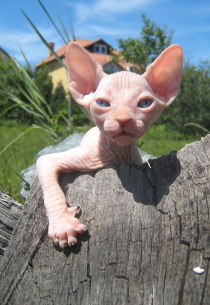 Sphynx Katze Züchter Niedersachsen