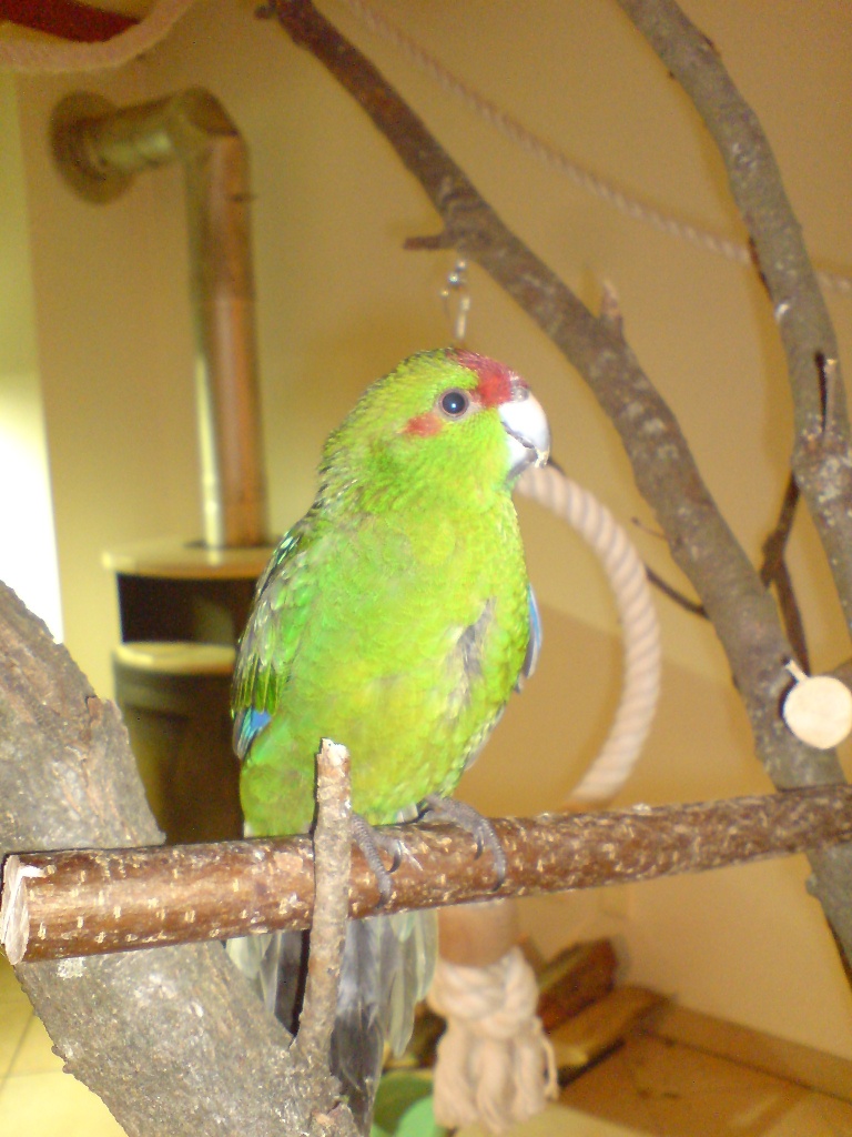 Tieranzeigen Ziegensittiche Kleinanzeigen