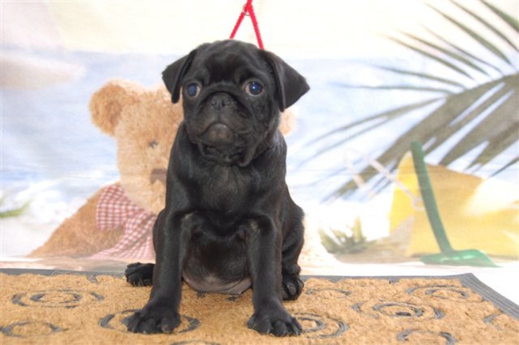 MOPS Welpen mit FCI Stammbaum Mops