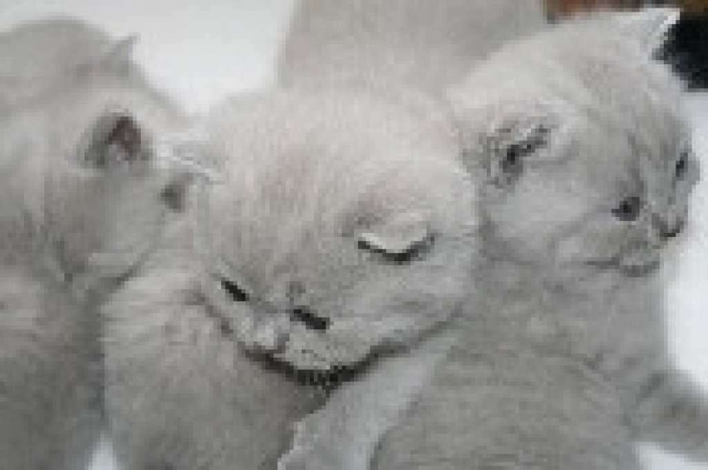 Tieranzeigen Wesensstark Kleinanzeigen