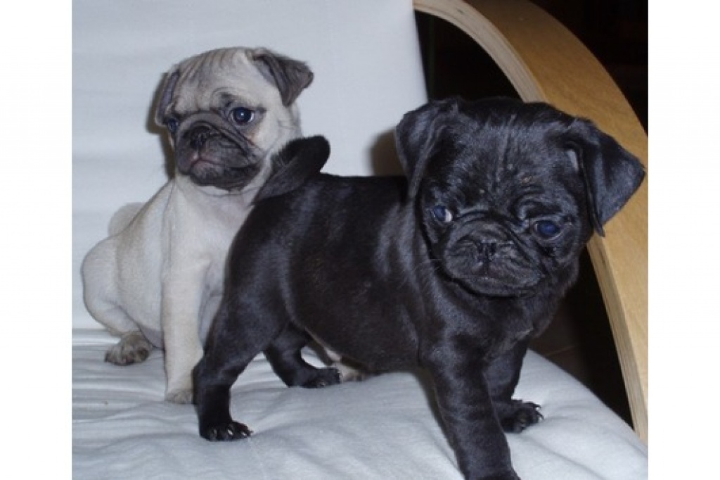 Reinrassige Beige Mops Welpen Mops