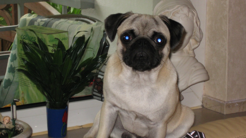 Wunderschöner Reinrassiger MopsDeckrüde in NRW Mops