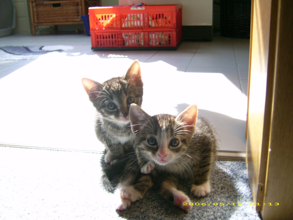 Katzen Mit 8 Wochen Abgeben