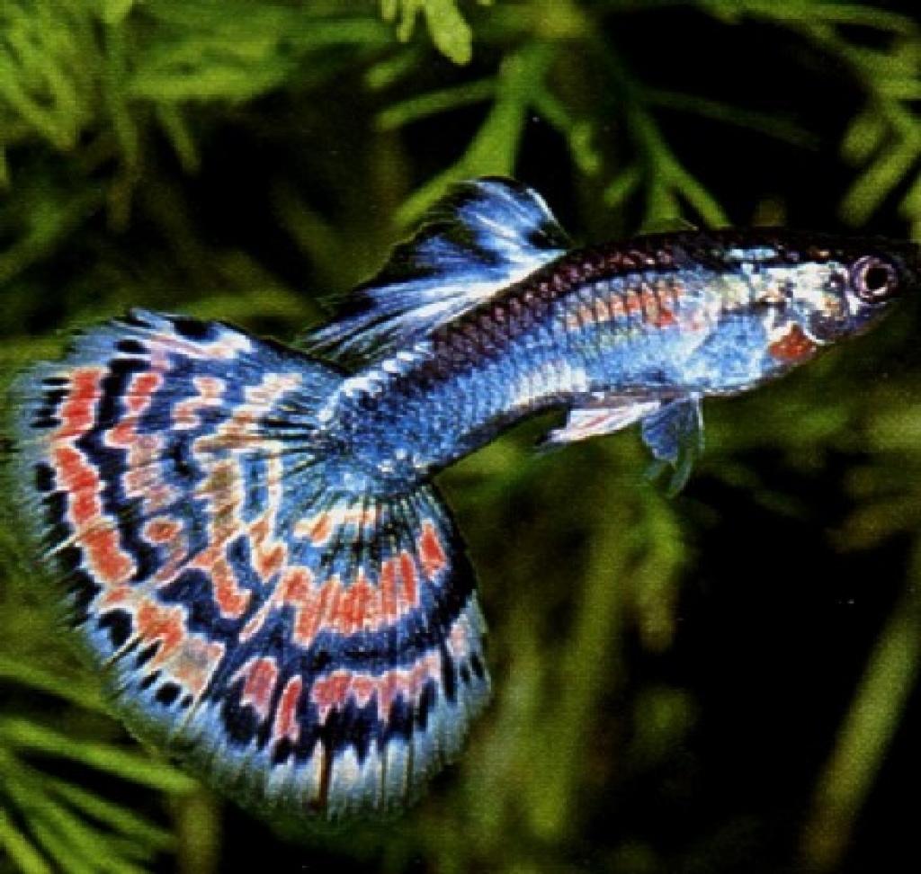 Fische - Guppys Tieranzeigen Seite 6