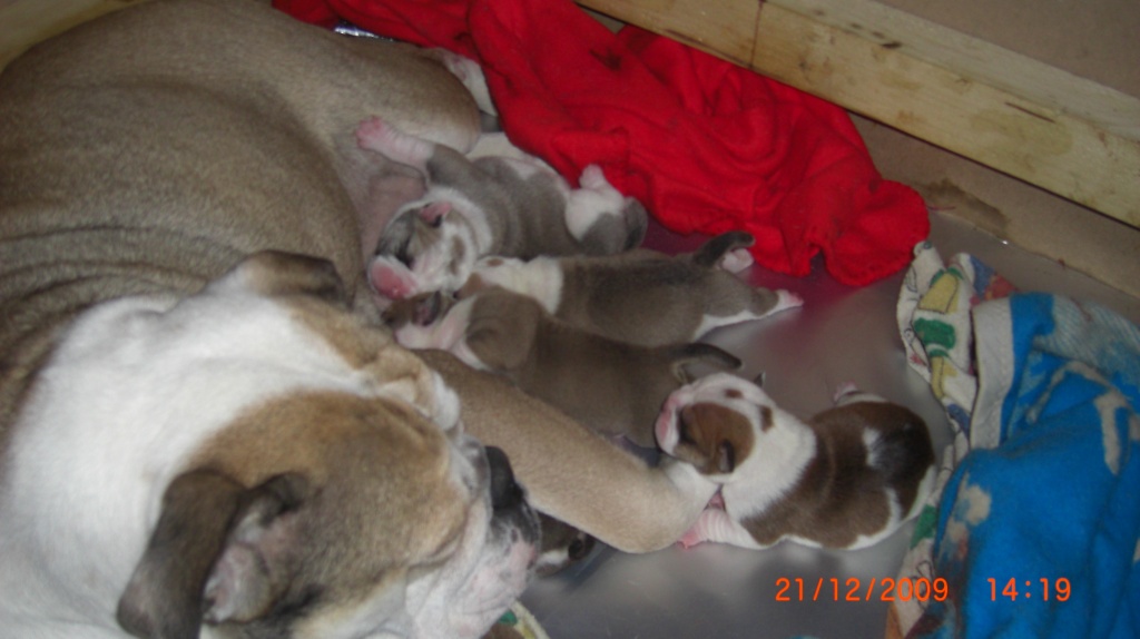 Englische Bulldoggenwelpen Mops