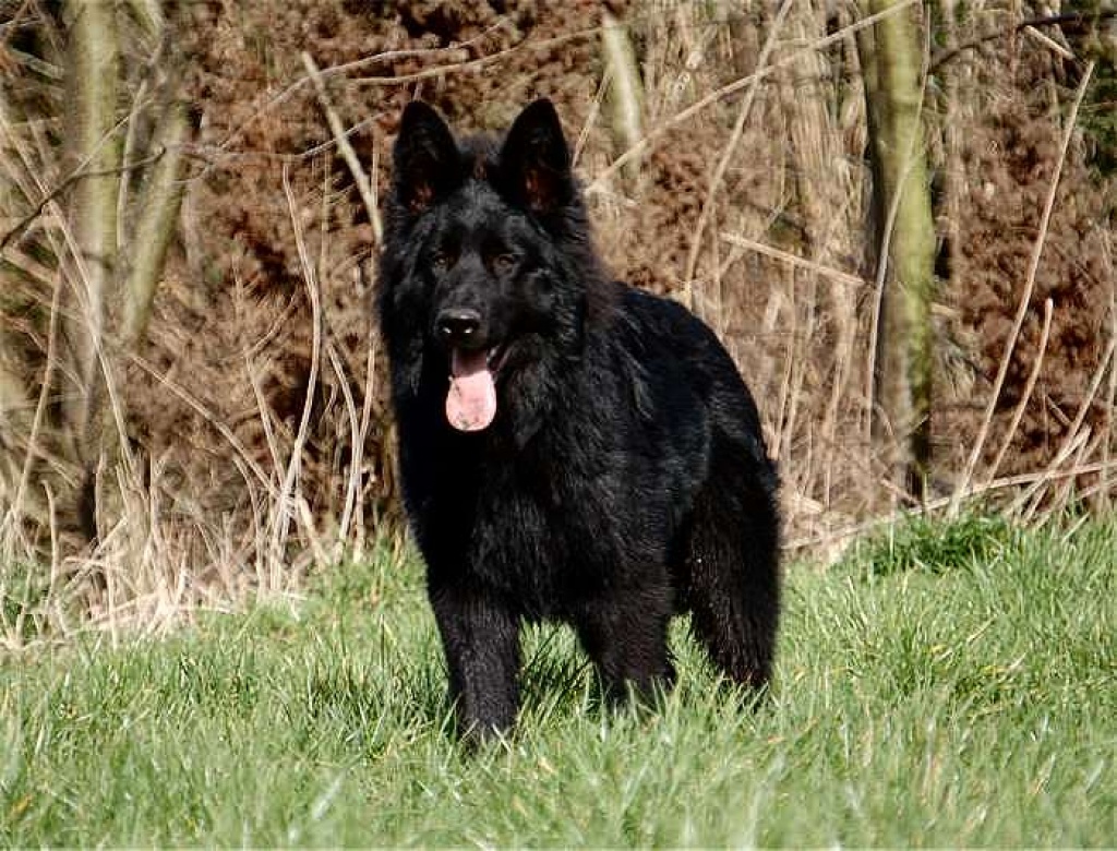 Image result for altdeutsche schäferhunde schwarz