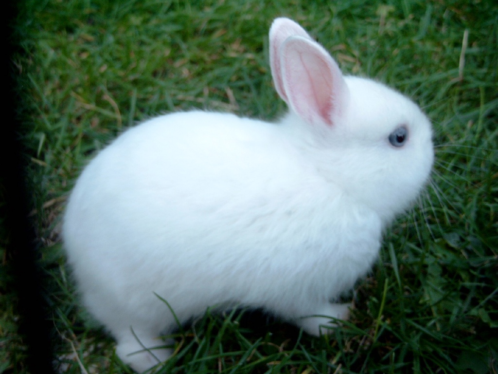 Tieranzeigen Zwergkaninchen Kleinanzeigen