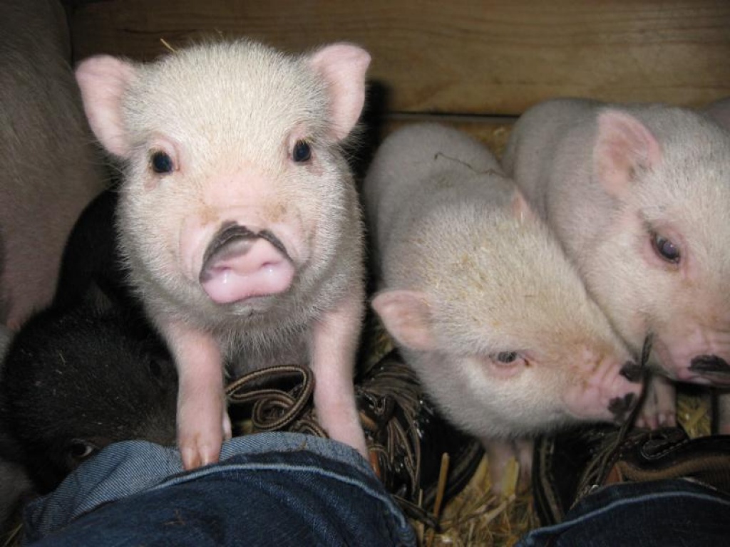 Süße Schweine Süße Schweine