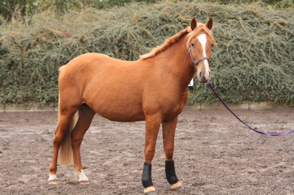 Pflegebeteiligung Pferd Gesucht