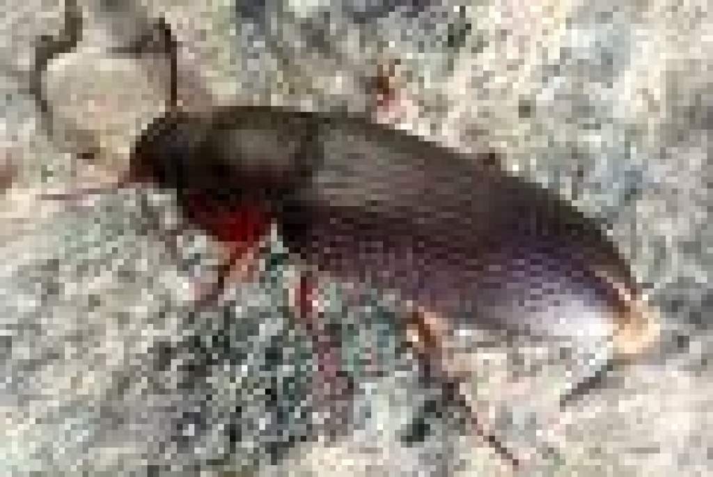 Mehlkäfer abzugeben - Käfer