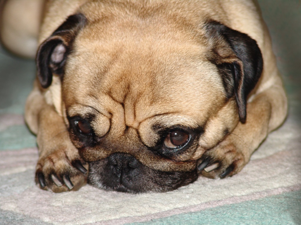 Hunde Rassehunde Mops Tieranzeigen Seite 22