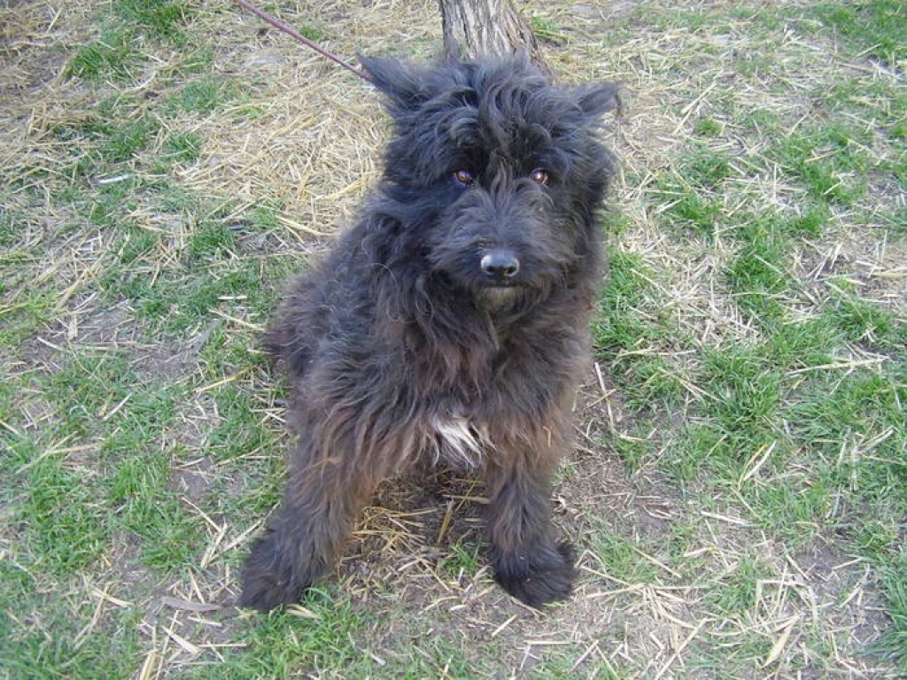 Maximo-der Wuschelhund - Mischlinge