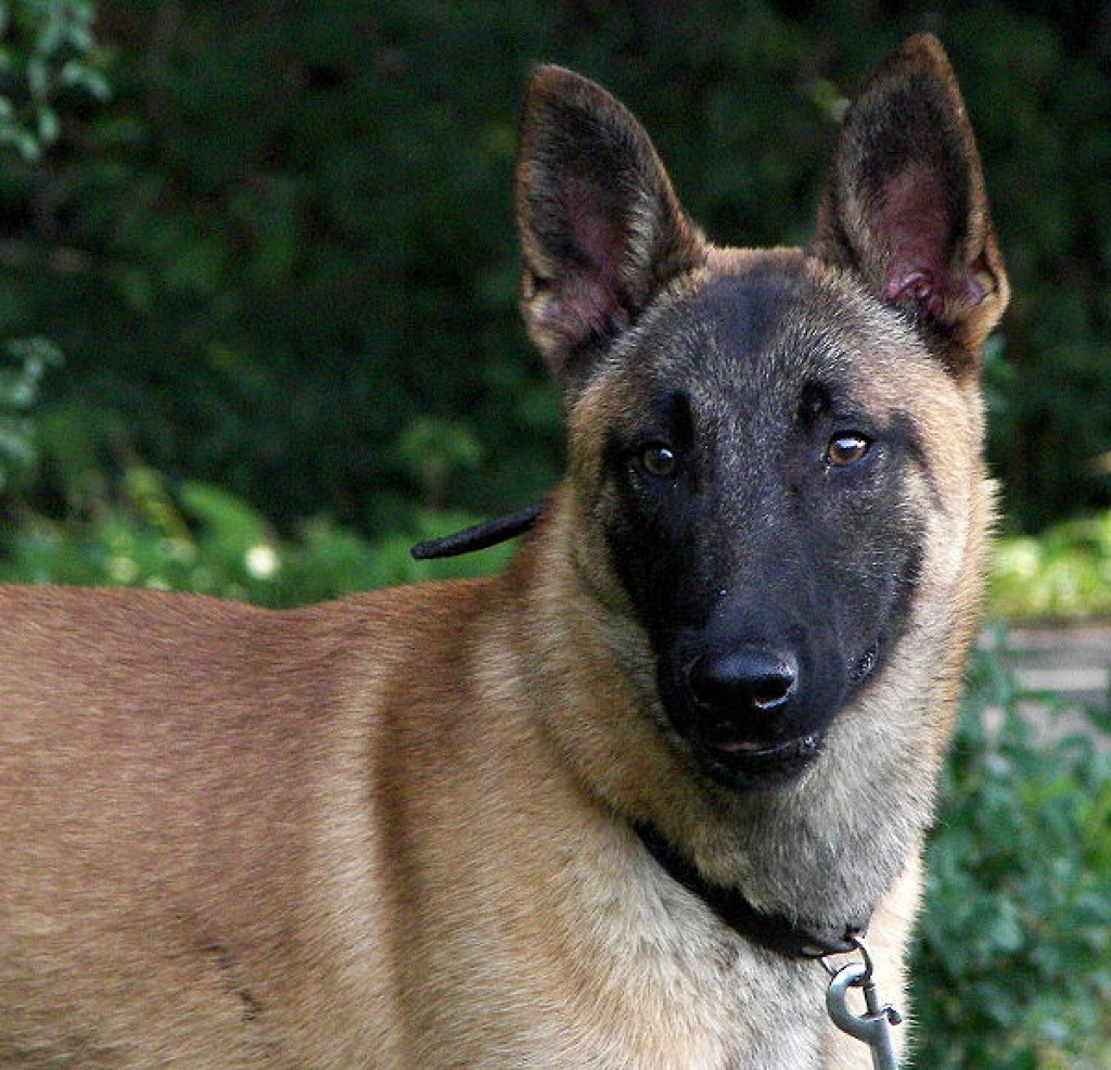 belgischer-sch-ferhund-malinois