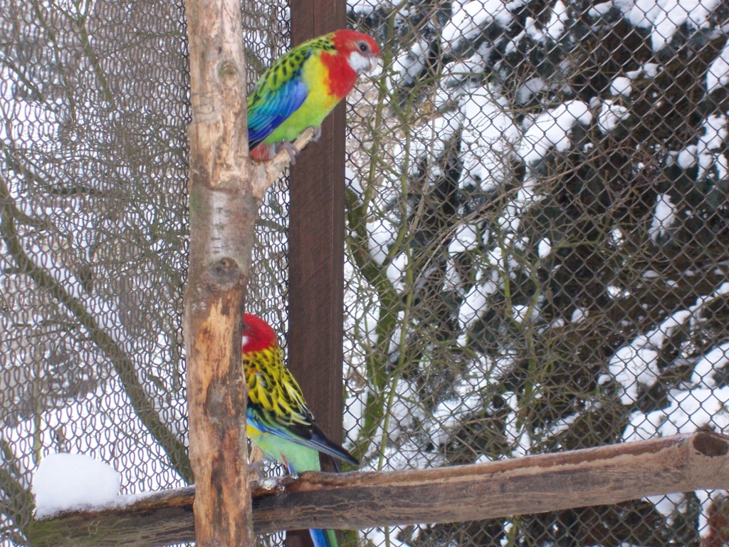 Tieranzeigen Prachtrosella Kleinanzeigen