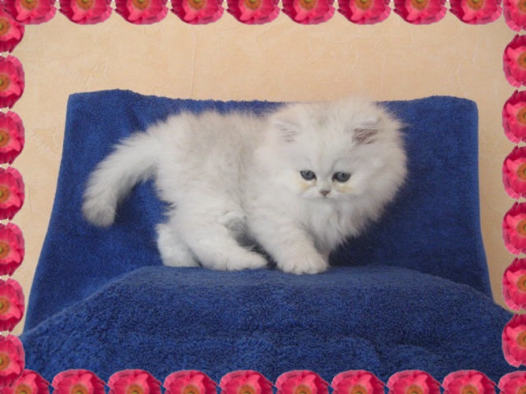 Kennenlernen katzen