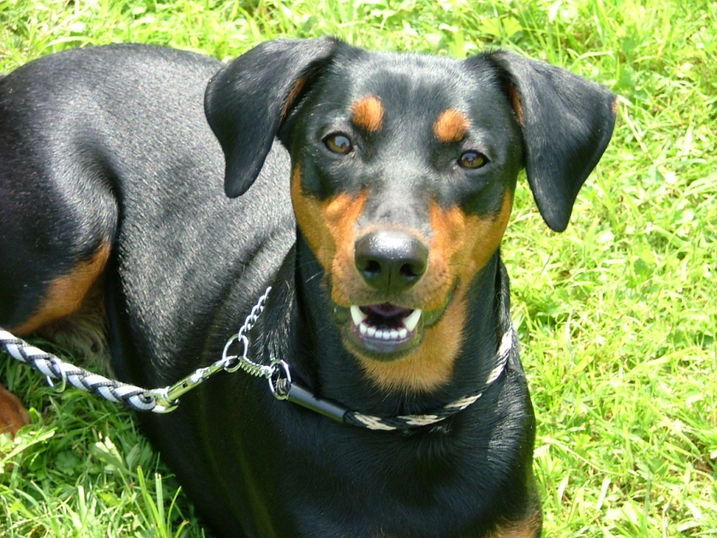 Deutscher Pischer Rude Gesucht Zum Decken Pinscher