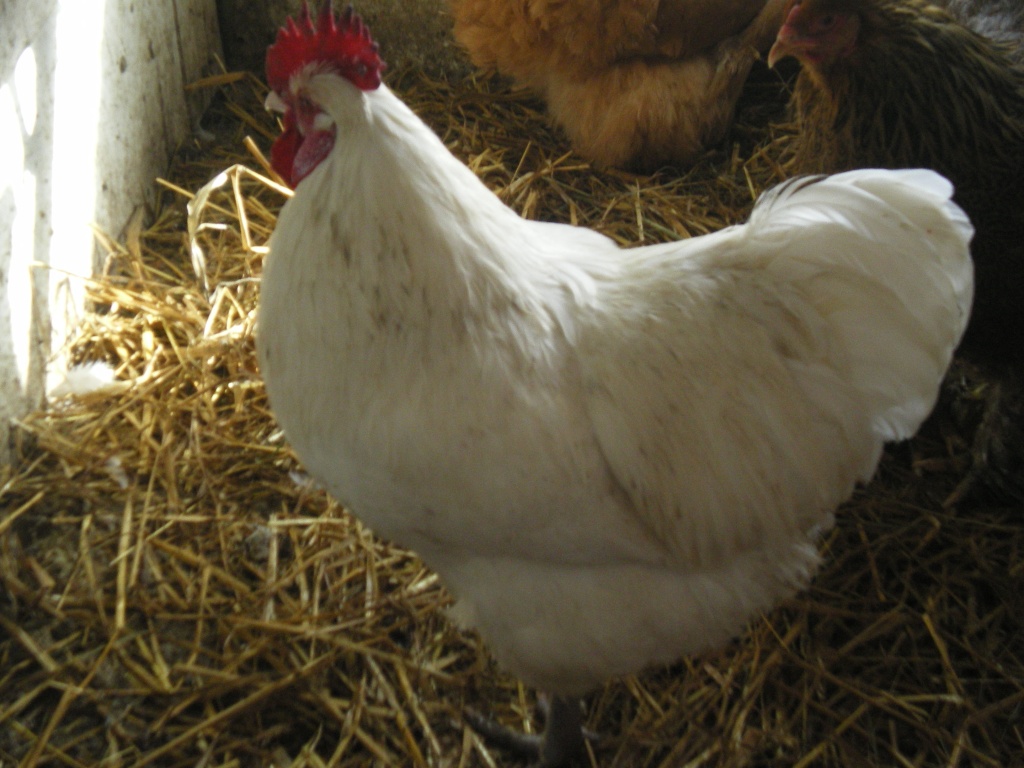 Jersey Giant/ Orpington Mix Hähne reinweiß, große Hähne, große