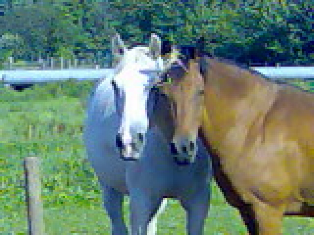 Pferde Tieranzeigen Seite 283