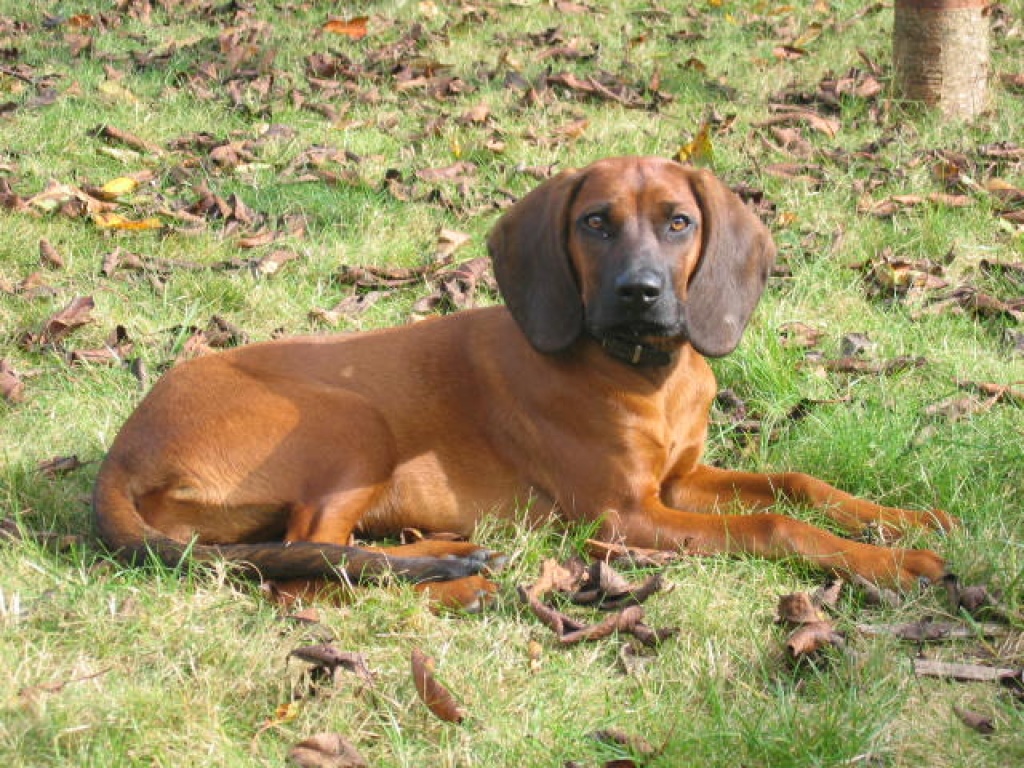Tieranzeigen Jagdlichen Kleinanzeigen