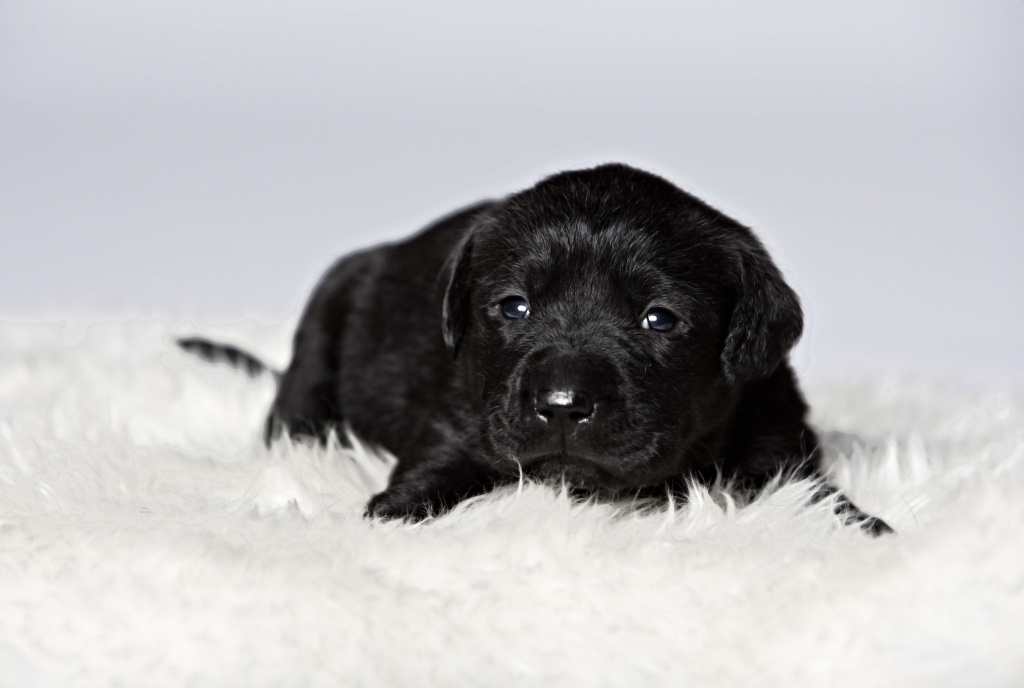 Labrador Retriever Welpen Golden Retriever