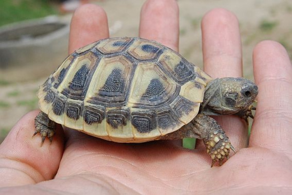 Griechische Landschildkröten abzugeben Schildkröten