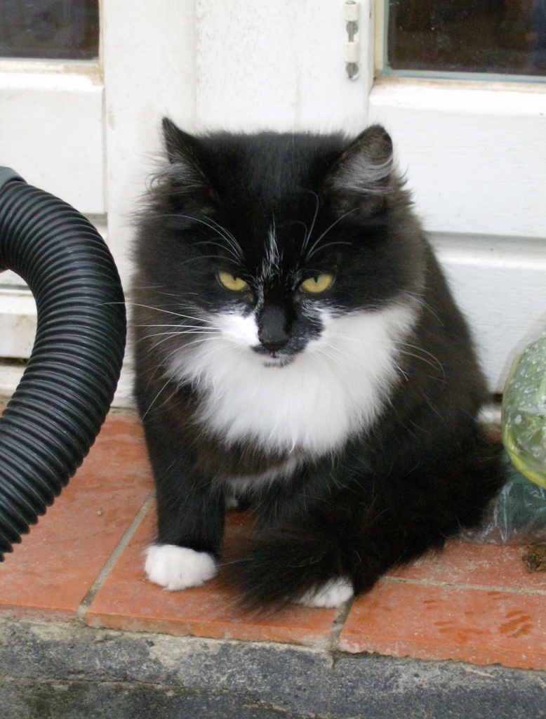 Katzen Babys Deemnächst Abzugeben Vater Rot Mutter Main Coon