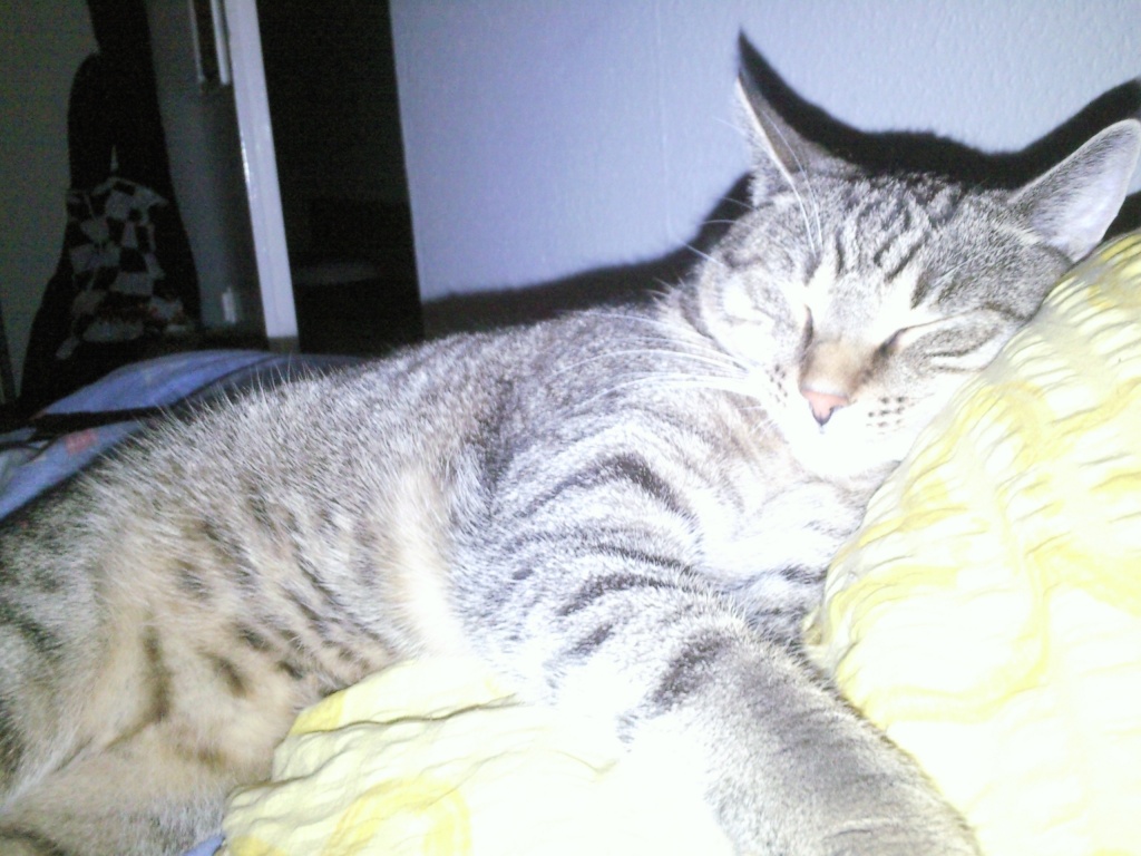 Wenn sich katzen kennenlernen